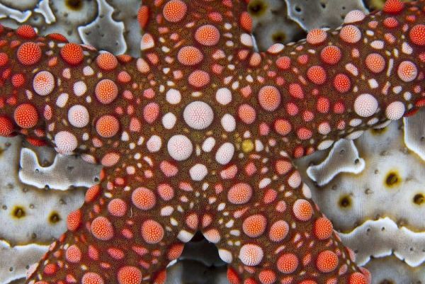 Indonesia Sea star over a sea cucumber
